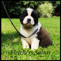 Saint Bernard Puppies from Fletchers Saints