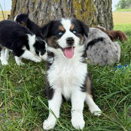 Lenny - Black tri male Miniature Australian Shepherd puppy in Marion, Michigan from Highland Hills Mini Aussies