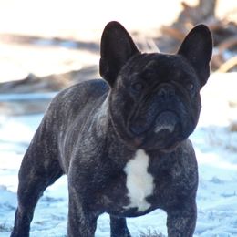 Coyote - French Bulldog