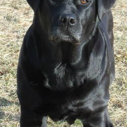 Labrador Retrievers from Holleigh Brook Labradors