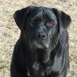 Labrador Retrievers from Holleigh Brook Labradors