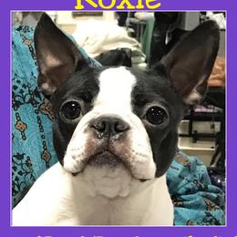 Roxie - Boston Terrier