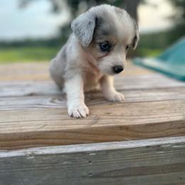 Peaches - Blue merle female Miniature Australian Shepherd puppy in Doddridge, Arkansas from Huddleston Farm