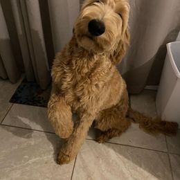 Goldendoodle Puppies from SunriseDoodles