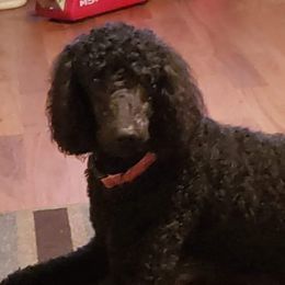 Molly - Poodle