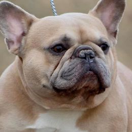 French Bulldogs from 715 Frenchies