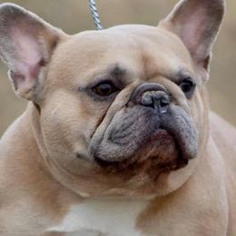 French Bulldogs from 715 Frenchies