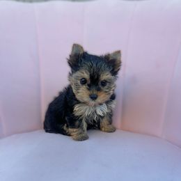 Plum Puddin' - Black and gold female Yorkshire Terrier puppy in Surprise, Arizona from Enchanted Yorkies