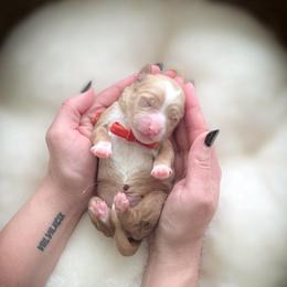 Boy 4 - male Goldendoodle puppy in Cleveland, Tennessee from Edgewater Doodles & Designer Pups