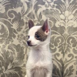 Tiny Dior - Chocolate and white female Chihuahua puppy in Paradise, Texas from Ooh- la-la Poms