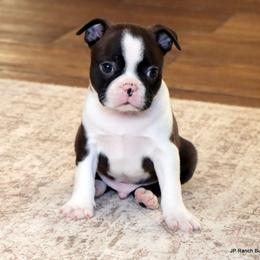 Sampson - Seal and white male Boston Terrier puppy in Winnsboro, Texas from JP Ranch Bulldogs