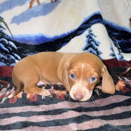 AKC Rose - Piebald female Dachshund puppy in Knoxville, Tennessee from Thea's Puppies