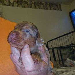 Girl 3 - Dapple female Dachshund puppy in Lansing, Michigan from Black Thunder 517 Cane Corso and Dachshunds
