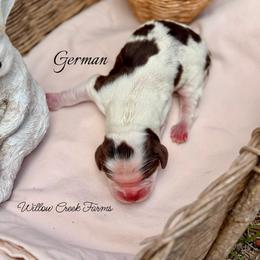 German - Liver white and tan male English Springer Spaniel puppy in Uvalda, Georgia from Willow Creek Farms