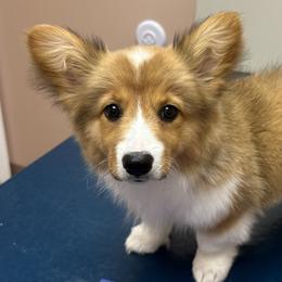 American Corgis and Cardigan Welsh Corgis from BeauCoup Corgis