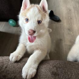 Girl 3 - Bronze - Sable and white female Siberian Husky puppy in Independence, Wisconsin from Hito's Huskies