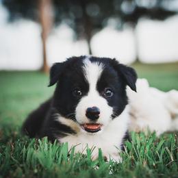 Border Collie and Maremma Sheepdog Puppies from 2J 2K Border Collies