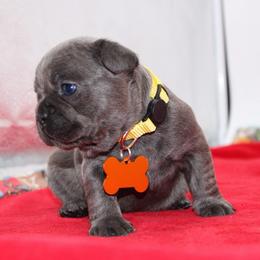 Mariah - Blue female French Bulldog puppy in San Diego, California from Forbes List Frenchies