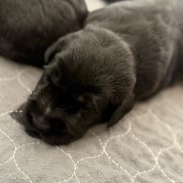 Boy 1 - Black male Giant Schnauzer puppy in Bois D’arc, Missouri from Down Low Kennels