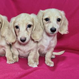 Dachshund Puppies from Winsor Family Dachshunds