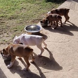 Boxer Puppies from Boxer Blessings Kennel