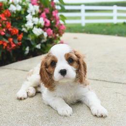 Alfie - Blenheim male Cavalier King Charles Spaniel puppy in Sacramento, California from Edens Edge Cavaliers