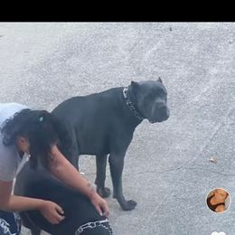 Reine - Cane Corso