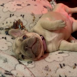 Claribel - Blue fawn female French Bulldog puppy in Spokane, Washington from Lilac City Frenchies