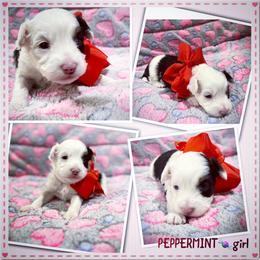 Peppermint - Black tri-color female Aussiedoodle puppy in Houston, Texas from Jomelkin Furry Pals