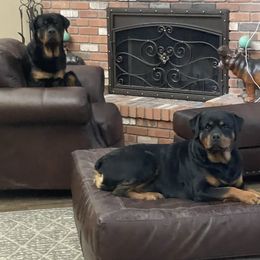 Riley - Rottweiler