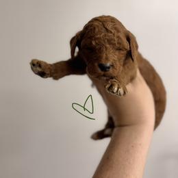 Krew - Red  male Poodle puppy in Osyka, Mississippi from Southern Sunshine Standards