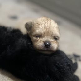Girl 1 - Chocolate sable female Pomeranian puppy in Royston, Georgia from SouthernHearts Poms
