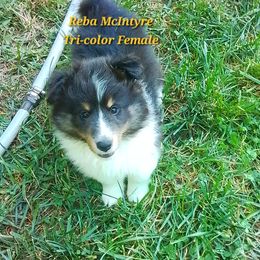 Reba McIntrye - My kind of Country - Black white and tan female Shetland Sheepdog puppy in Youngsville, North Carolina from Country Acres Shetland Sheepdogs
