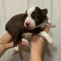 Pumpkin - Red & white male Miniature Australian Shepherd puppy in Marysville, Washington from Garay Mini Aussies