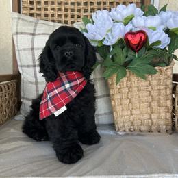 Max - Black male Cocker Spaniel puppy in Corcoran, California from Sweetheart Cockers