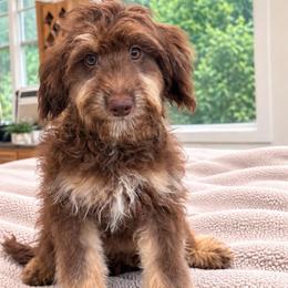 Wren - Red phantom female Aussiedoodle puppy in North Royalton, Ohio from Johnson's Doodles
