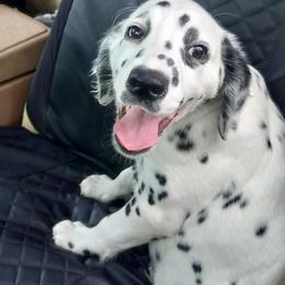 Boy 2 - male Dalmatian puppy in Owosso, Michigan from Dreammaker Dalmatians