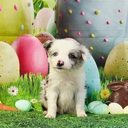 Hornet - Blue merle male Border Collie puppy in Avilla, Indiana from Borderline Kennels