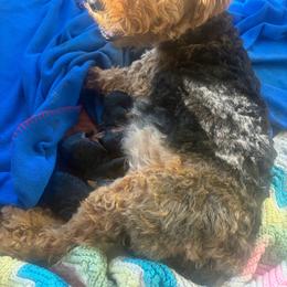 Welsh Terrier puppies from Snow Dragon Welsh Terriers
