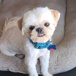 Luke - Shih Tzu