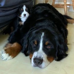 Bernese Mountain Dog Puppies from Locust Hill Berners