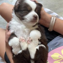 Miniature Australian Shepherd puppies from Husker Mini Aussies