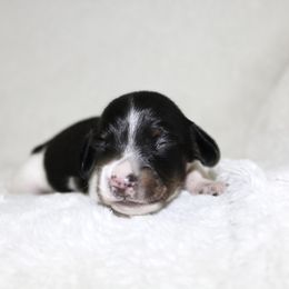 Oden - Piebald male Dachshund puppy in Fairfax, Iowa from Grayson’s Lovable Dachshunds