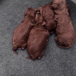 Oak - Red  male Poodle puppy in Modesto, California from Oso’s Red Toy, Mini, & Standard Poodles