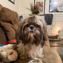 Zoey - Shih Tzu