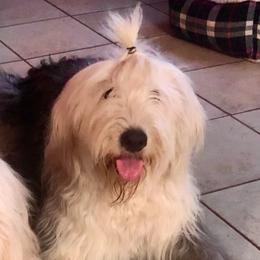 Pandora - Old English Sheepdog