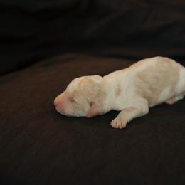 Bayou - Parti male Goldendoodle puppy in Inman, South Carolina from Dark Corner Doodles