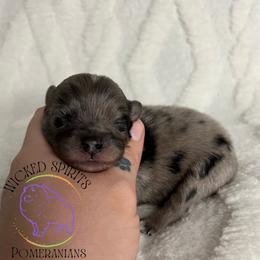 AKC GOMEZ - Blue merle male Pomeranian puppy in Watkins Glen, New York from Wicked Spirits Pomeranians