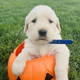 Cider - Golden male Golden Retriever puppy in Blackfoot, Idaho from Ivy’s Goldens