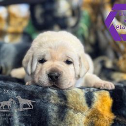 Dark purple collar female - Yellow female Labrador Retriever puppy in Beaverdam, Virginia from Riverside Sunset Labrador Retrievers